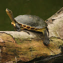 Chinese Stripe-necked Turtle