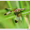 Pied Percher (Female)