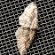 Bent-line carpet moth
