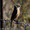 Stonechat; Tarabilla Común