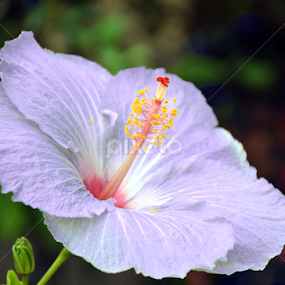 Violet Hibiscus, Hawaii by Timothy Carney - Flowers Single Flower