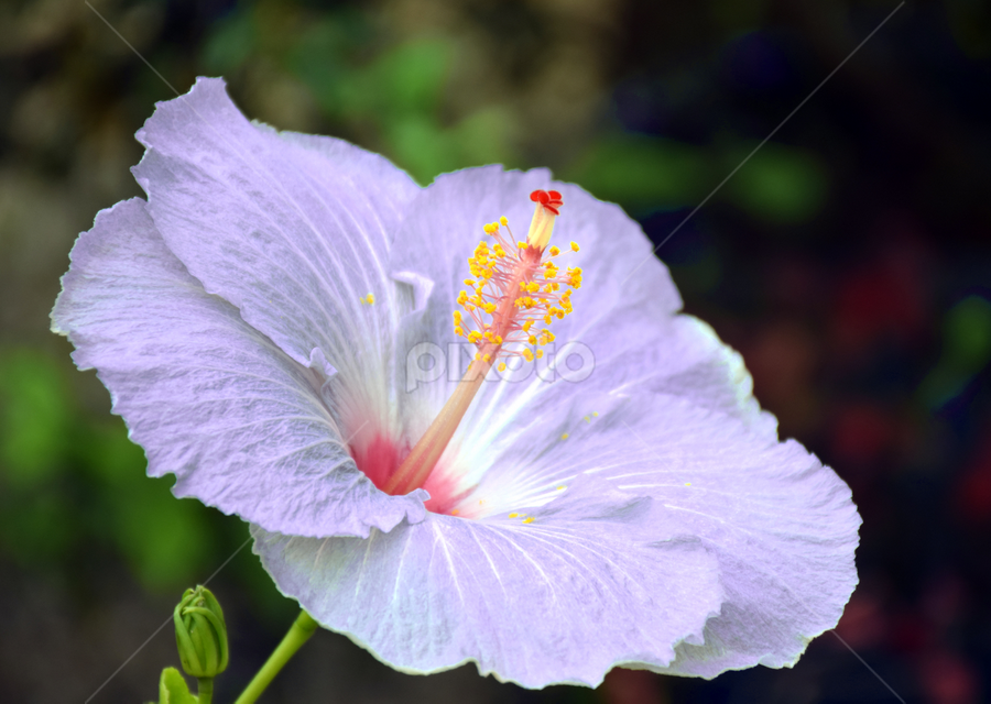 Violet Hibiscus, Hawaii by Timothy Carney - Flowers Single Flower