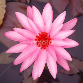 by Trias PhotoHape - Flowers Single Flower