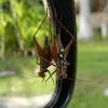 rainforest cricket