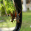 rainforest cricket