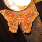 Rothpschild's Moth