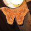 Rothpschild's Moth