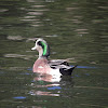 American Widgeon