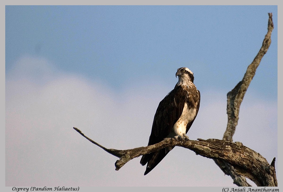 Osprey