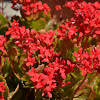 Red Kalanchoe
