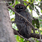 mottled wood owl - the pictures name is wrong