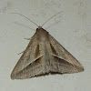 Sugarcane Looper Moth
