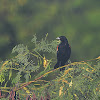 redwing blackbird
