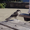 Gray jay