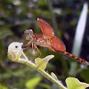 Red Grasshawk dragonfly 