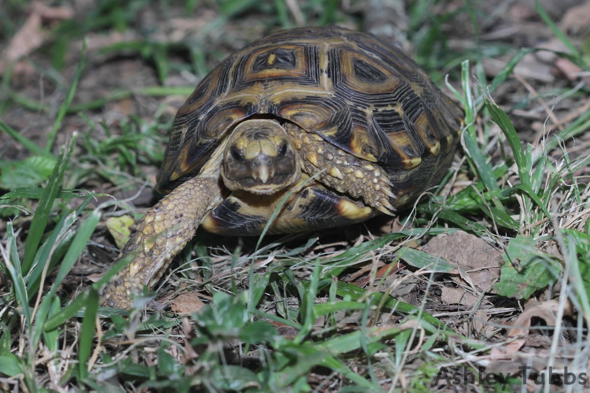 Natal Hinge-backed Tortoise