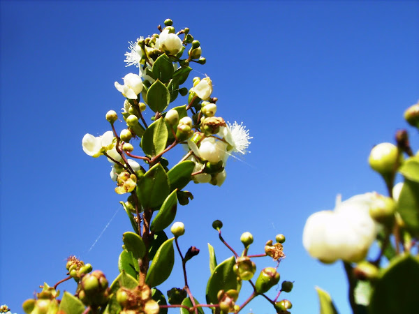 Arrayan Blanco, Chequén | Project Noah