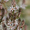 White Asphodel