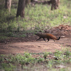 striped necked mongoose