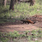 striped necked mongoose