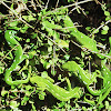 Wellington Green Gecko