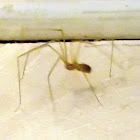 Daddy-Long legged spider