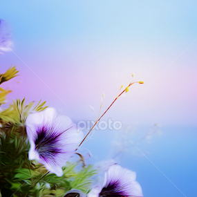 Morning glories by Terenti Bittner - Uncategorized All Uncategorized