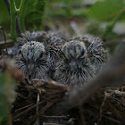 Mourning Dove Fledglings