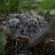 Mourning Dove Fledglings