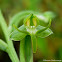 Green Flowered Habenaria