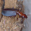Longicorn ground beetle