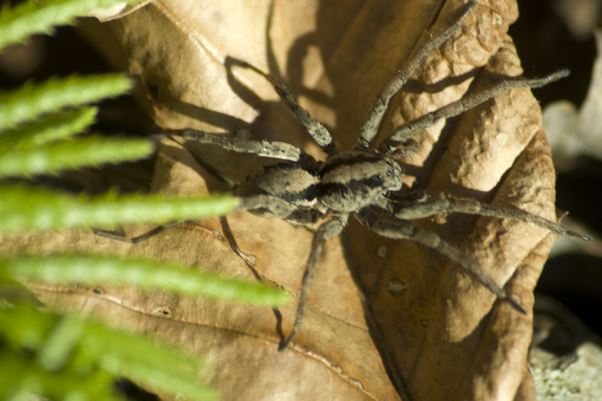 Wolf Spider