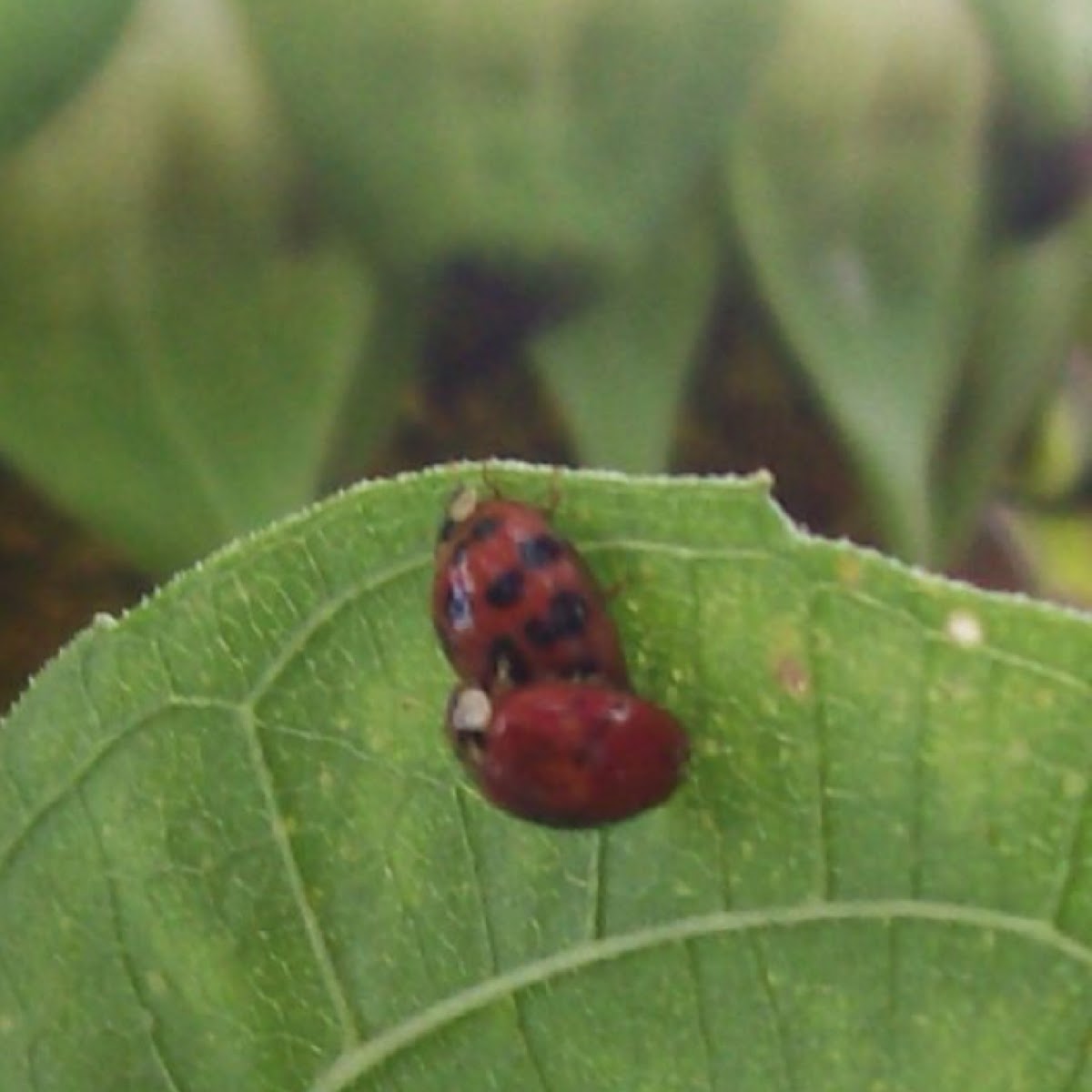 Ladybugs