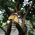 Luna Moth