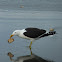 Black-backed gull - Karoro