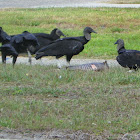 Black Vultures eating Armadillo