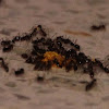 Longhorn crazy ant