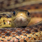 Common gartersnake