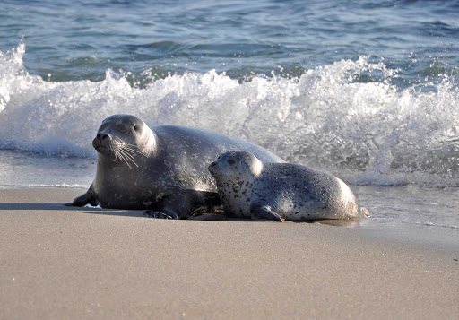 San-Diego-La-Jolla-seals - Mother and baby seal on La Jolla Coves Beach near San Diego.