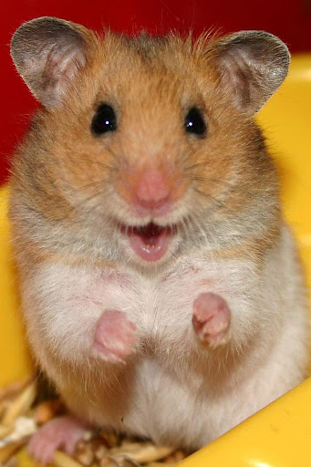 Hamster Wallpaper