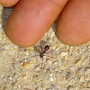 Egyptian Ant