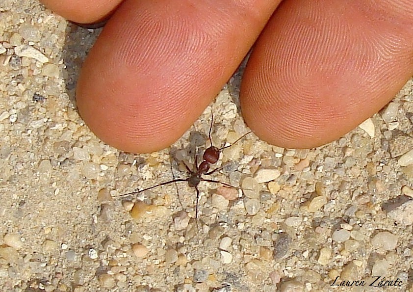 Egyptian Ant