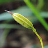 Chinese Ground Orchid seedpod