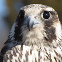 Peregrine Falcon