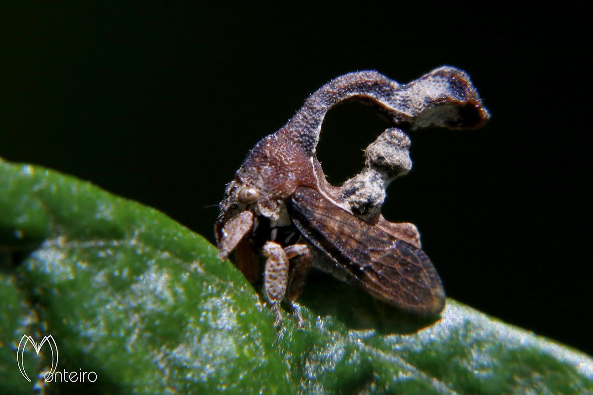 Cladonota treehopper