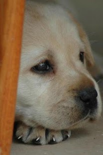 How to download Labrador Retriever Puzzle 1.1 apk for laptop
