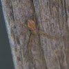 Unknown Spider