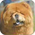 Chow Chow logo