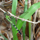 Green and Black Dragonfly