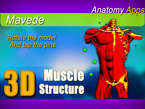 3D Upper Muscles